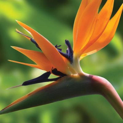 Le kasàlà : pratiquez l’autolouange